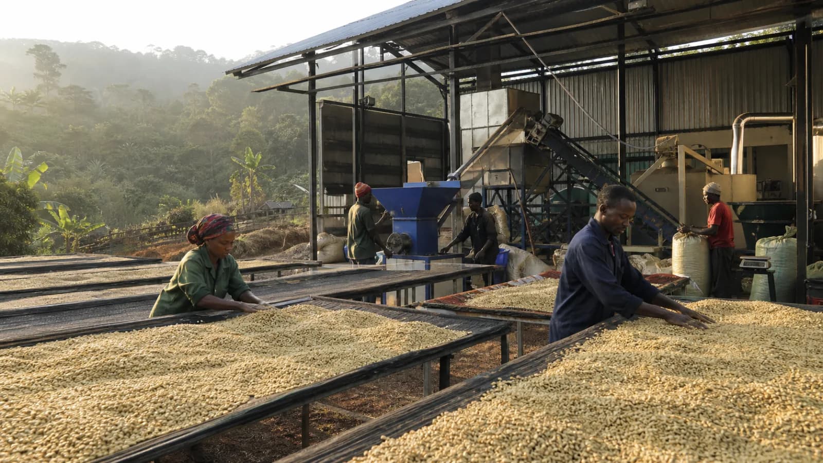 Illustrative showcase image of coffee drying and milling at a rural processing facility for Coffee Washing & Dry Milling Facility.